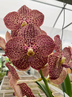 Carica l&#39;immagine nel visualizzatore Galleria, Vanda Burgundy Spot
