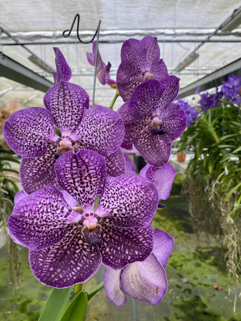 Vanda Deep Purple Spots
