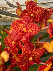 Vanda Fire Red