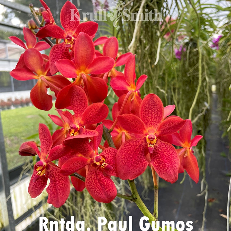 Renantanda Paul Gumos (Vanda Kulwadee Fragrance x Renanthera philippinensis)