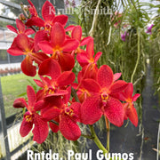 Renantanda Paul Gumos (Vanda Kulwadee Fragrance x Renanthera philippinensis)