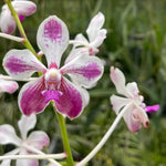 Carica l&#39;immagine nel visualizzatore Galleria, Vanda Loke (Vanda lamellata × Vanda luzonica)
