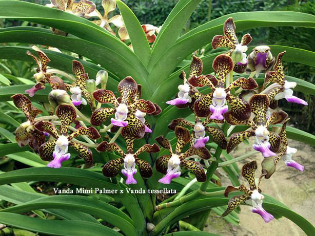 Vanda Mimi Palmer x Vanda tessellata