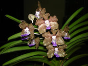 Vanda Mimi Palmer