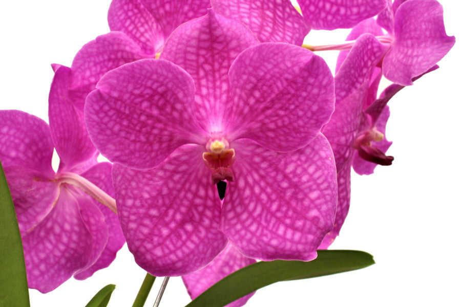 Vanda Candy Pink = Sansai Pink