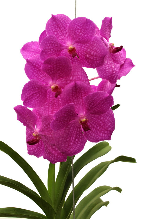 Vanda Candy Pink = Sansai Pink