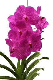 Vanda Candy Pink = Sansai Pink