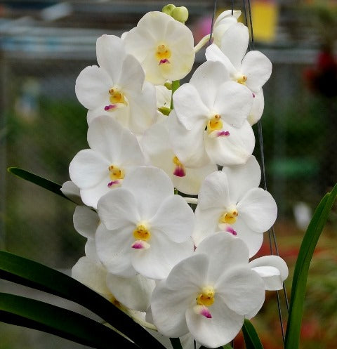 Vanda Nopporn White Diamond, Pink Lip