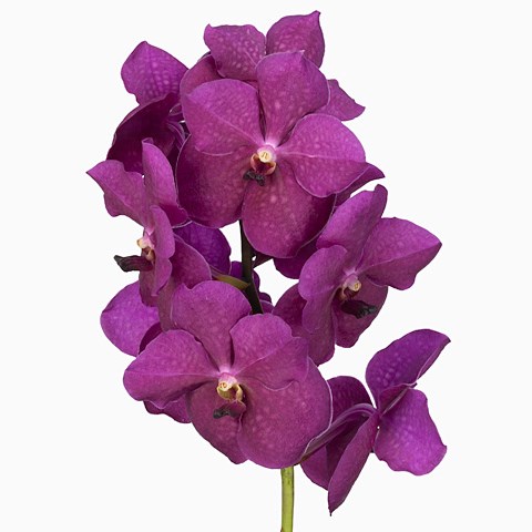 Vanda Raspberry Cerise