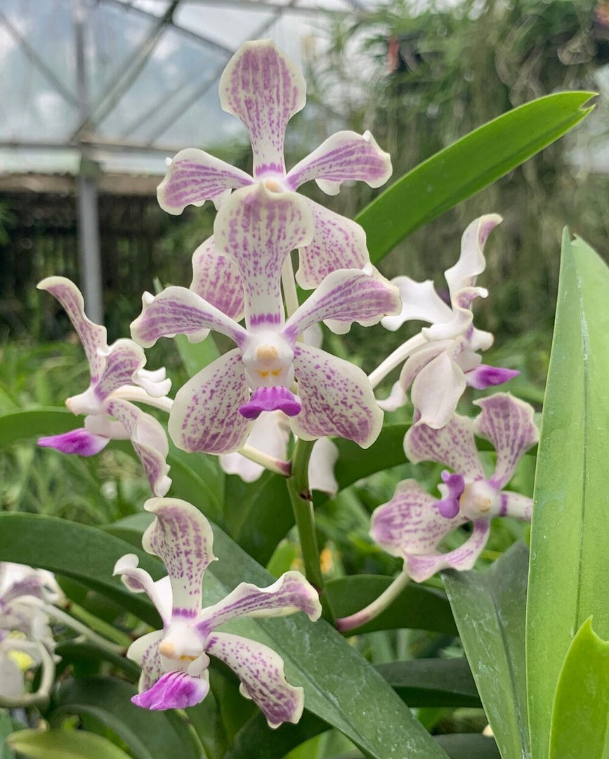 Vanda Pink Floyd (tessellata 'Blue' x luzonica)