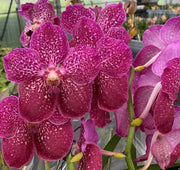 Vanda Pink Spot