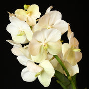 Vanda Princess Mikasa 'White'