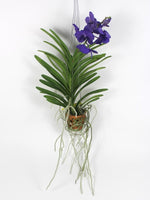 Carica l&#39;immagine nel visualizzatore Galleria, Vanda Princess Mikasa &#39;Blue&#39;
