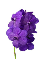 Carica l&#39;immagine nel visualizzatore Galleria, Vanda Princess Mikasa &#39;Blue&#39;
