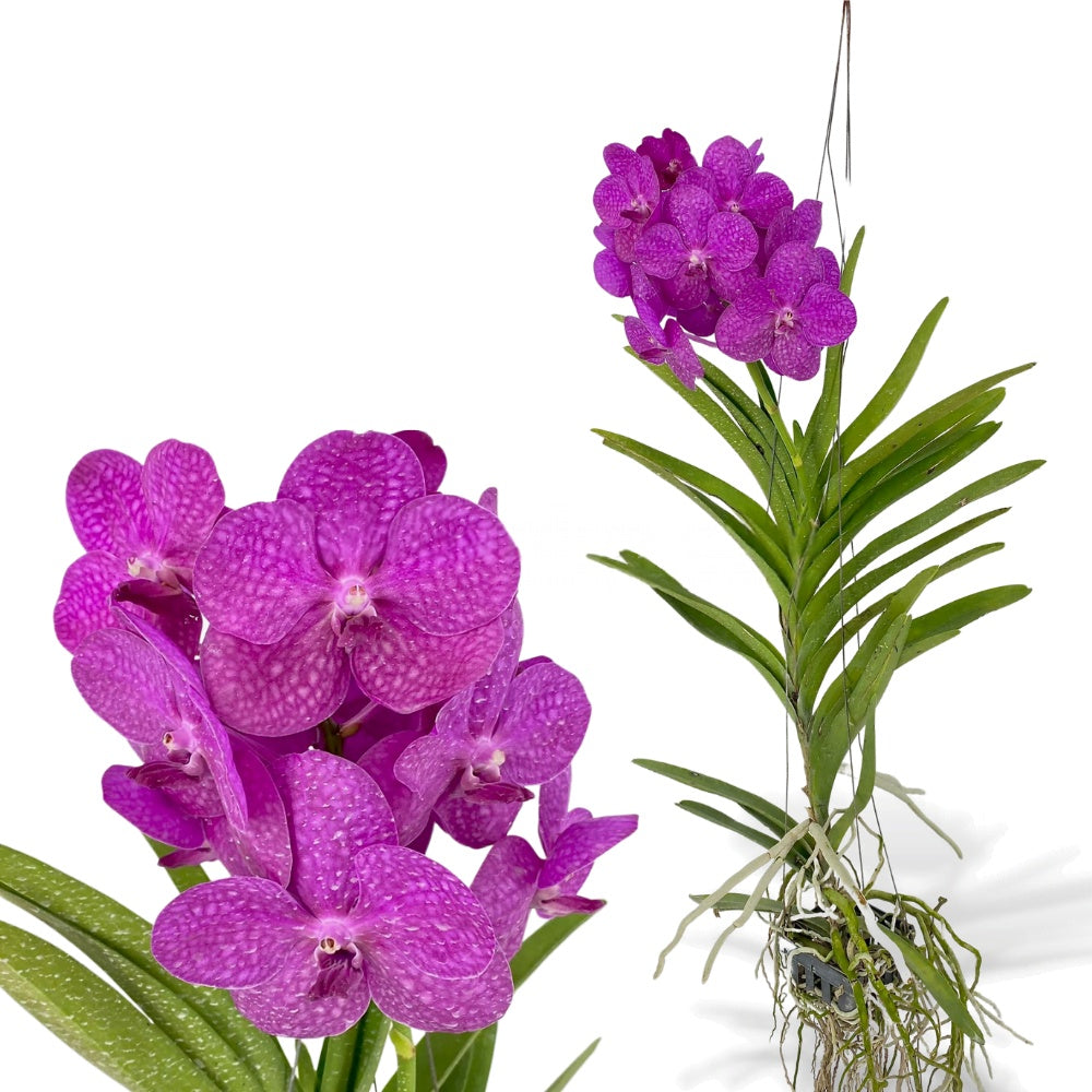 Vanda Princess Mikasa 'Pink'