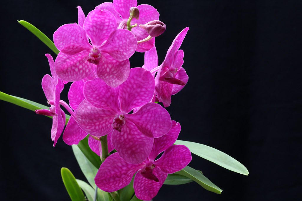 Vanda Princess Mikasa 'Pink'