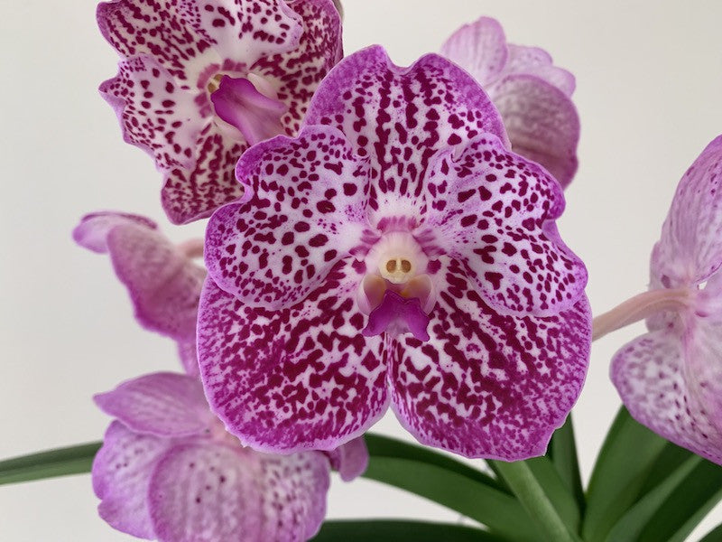 Vanda Raspberry Spots