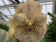 Vanda Sahara Spot