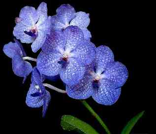 Vanda Sansai blue