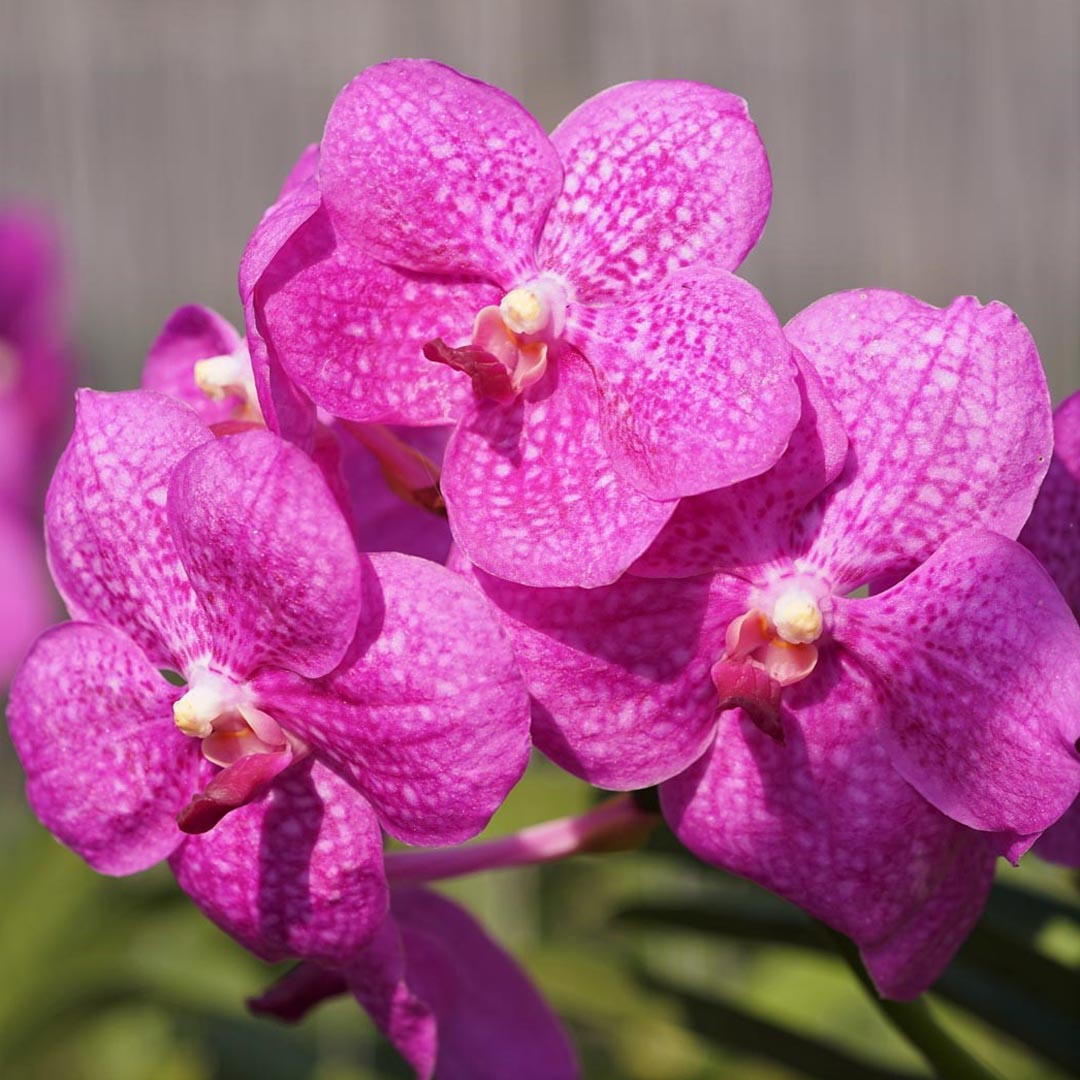 Vanda Siriporn Pink