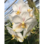 Carica l&#39;immagine nel visualizzatore Galleria, Vanda Tubtim Velvet &#39;Yaya White&#39;
