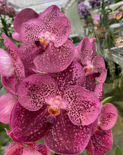 Vanda Watermelon Spot