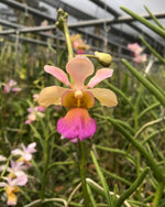 Carica l&#39;immagine nel visualizzatore Galleria, Vanda christensoniana x Vanda Miss Joaquim
