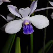 Vanda coerulescens