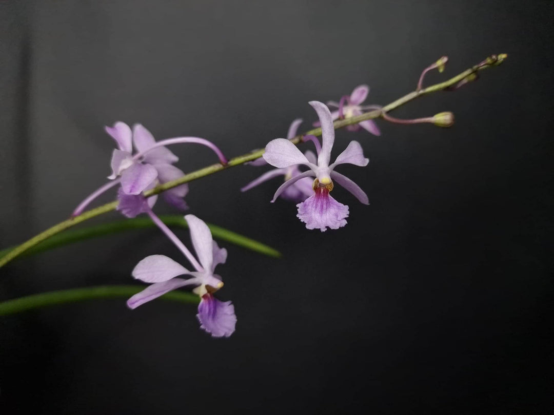 Vanda coerulea x Holcoglossum subulifolium