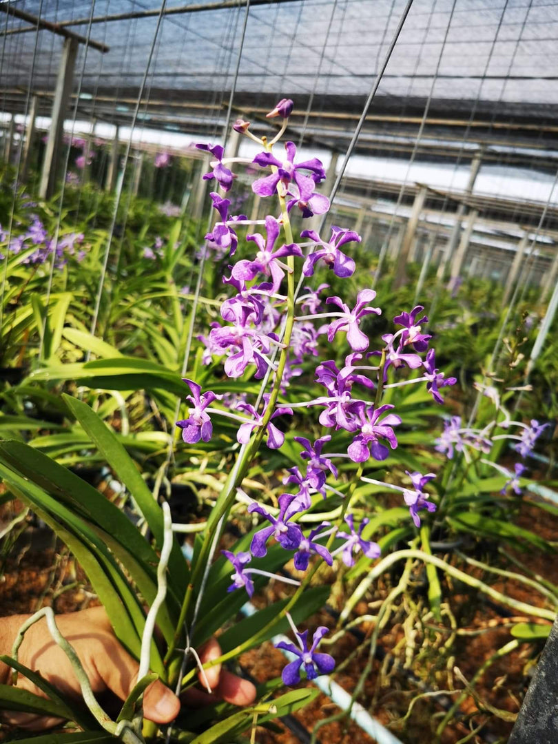Vanda coerulescens x hindsii