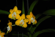Vanda denisoniana