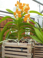 Carica l&#39;immagine nel visualizzatore Galleria, Vanda denisoniana &#39;orange&#39;
