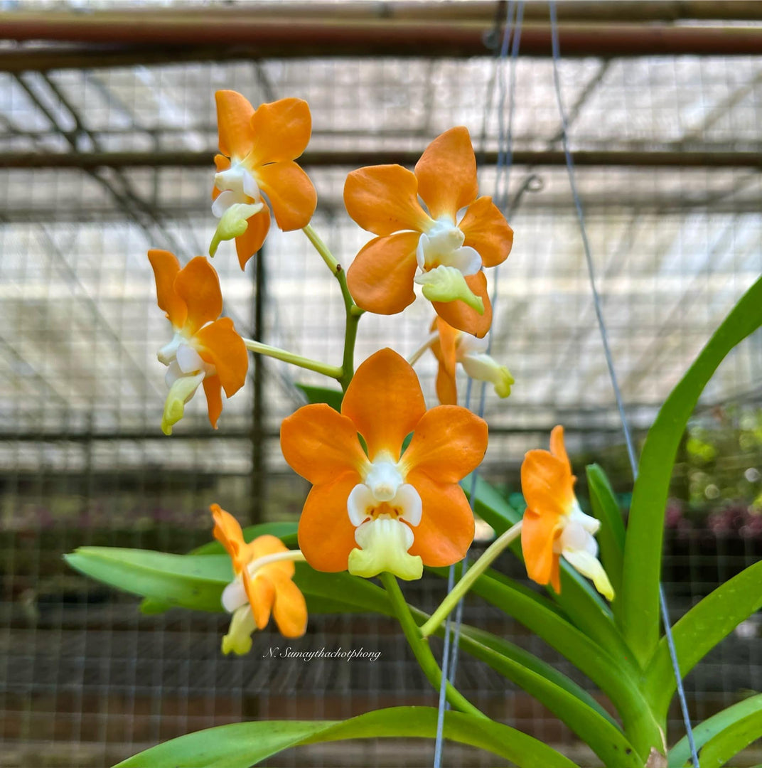 Vanda denisoniana 'orange'
