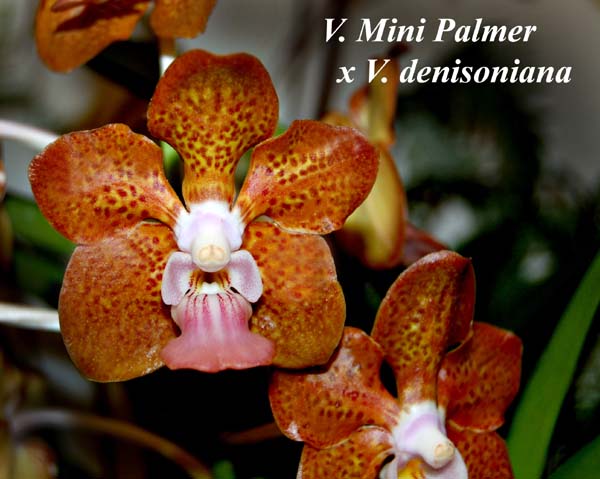 Vanda denisoniana x Mimi Palmer