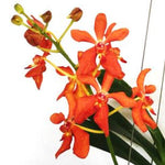 Carica l&#39;immagine nel visualizzatore Galleria, Vanda denisoniana x Ren. Storei
