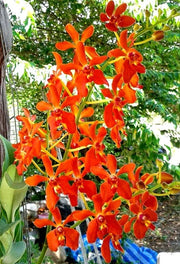 Vanda denisoniana x Ren. Storei