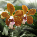 Carica l&#39;immagine nel visualizzatore Galleria, Vanda denisoniana x bensonii
