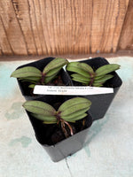 Carica l&#39;immagine nel visualizzatore Galleria, Vanda falcata x Phalaenopsis lindenii
