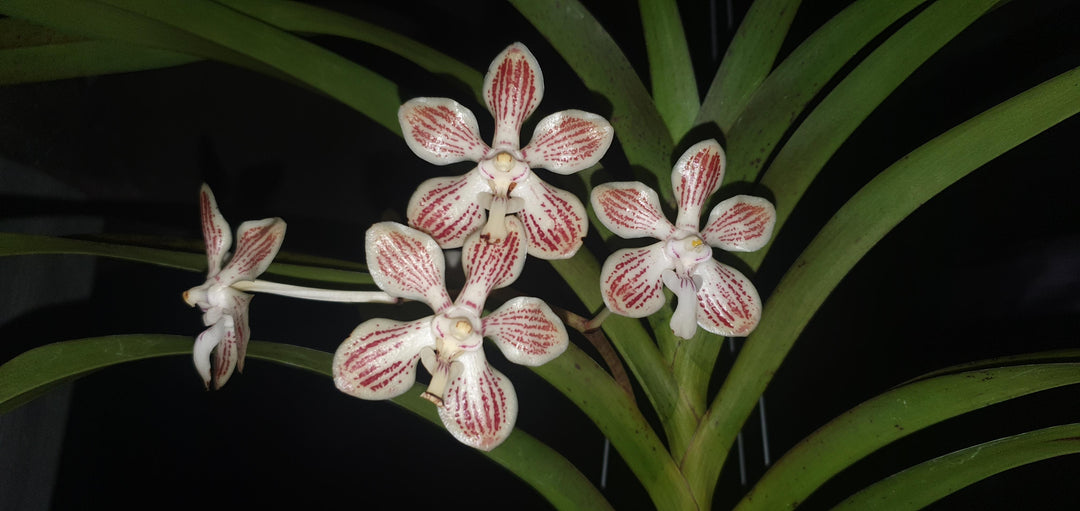 Vanda jennae
