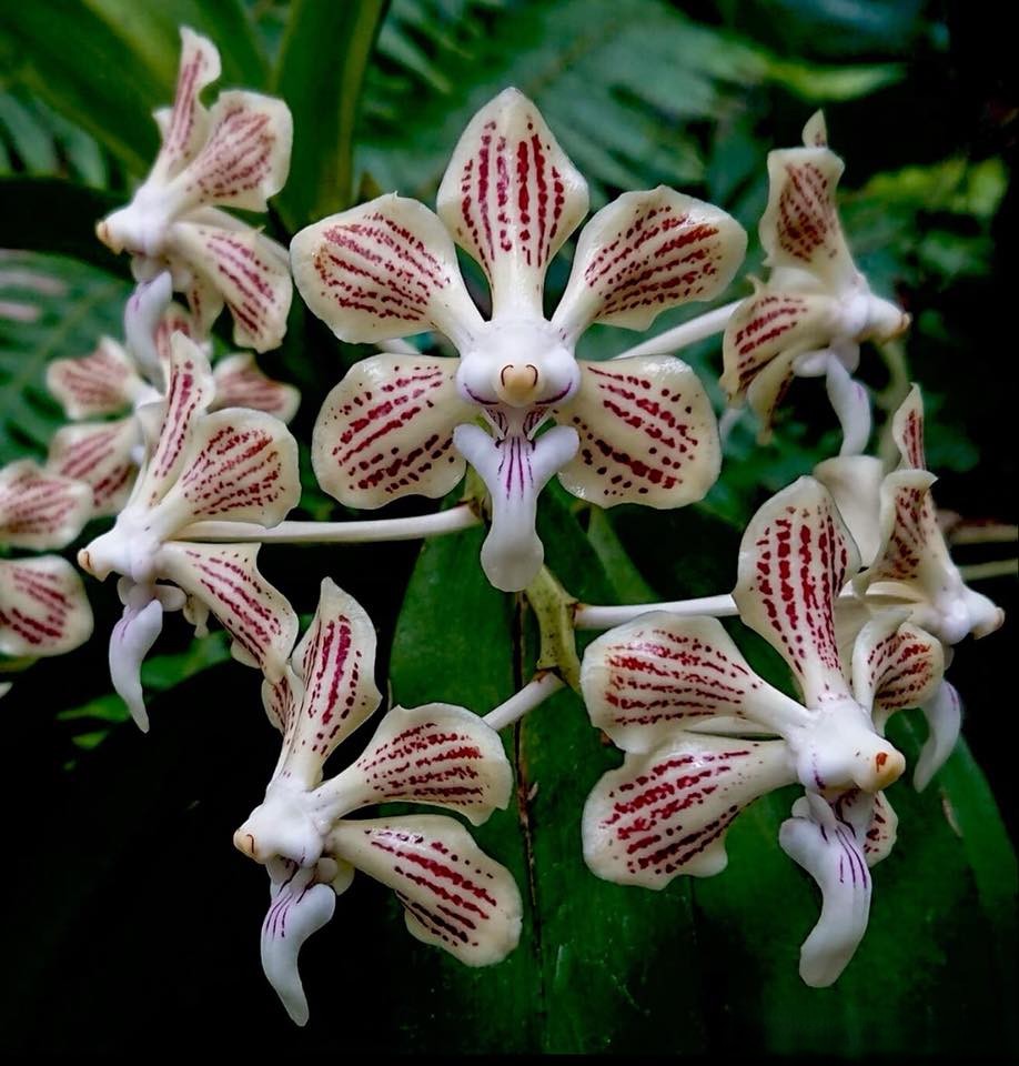 Vanda jennae