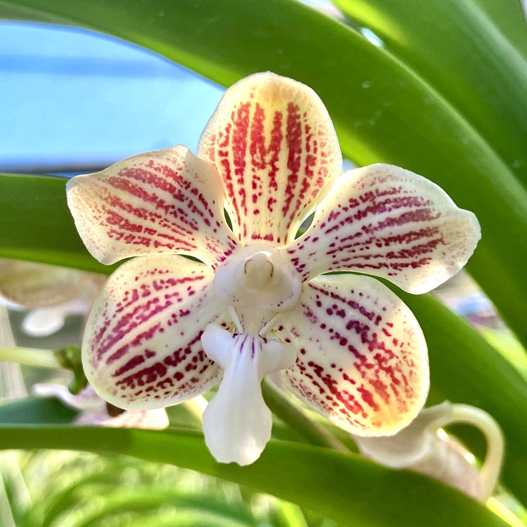 Vanda jennae