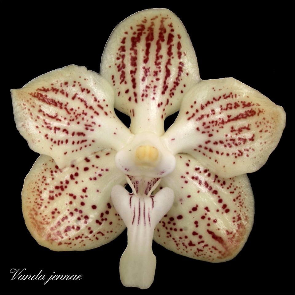 Vanda jennae