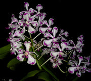 Vanda luzonica