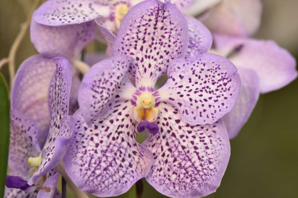 Vanda Mauve Spot