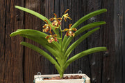 Vanda roeblingiana