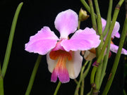 Vanda teres