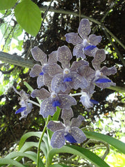 Vanda tessellata Hybrid