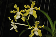 Vanda tessellata alba