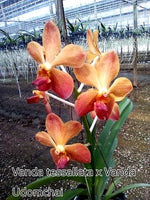 Carica l&#39;immagine nel visualizzatore Galleria, Vanda tessellata x Udomchai
