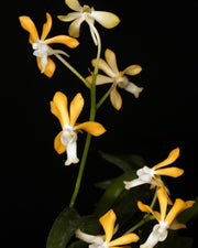 Vanda denisoniana × Neofinetia falcata
